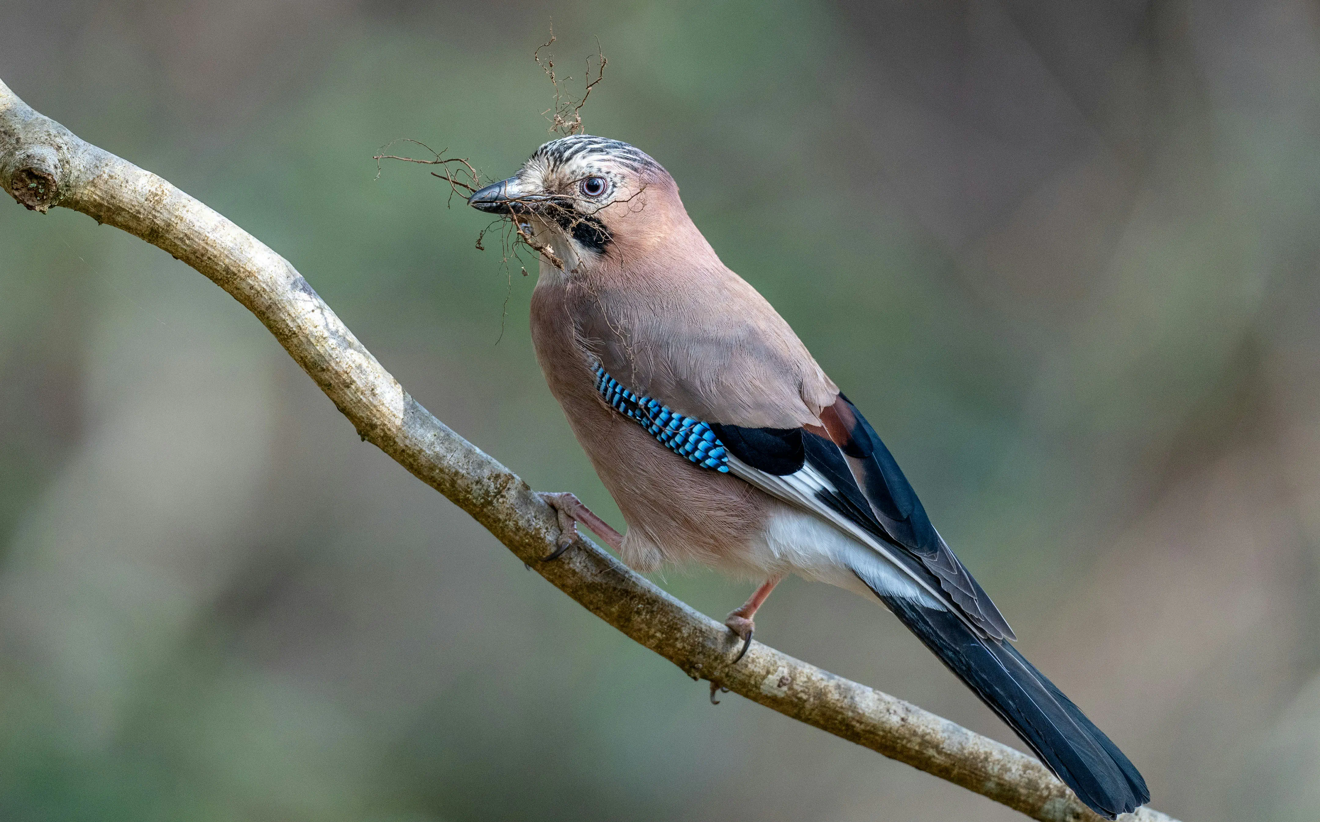 Jay Blue